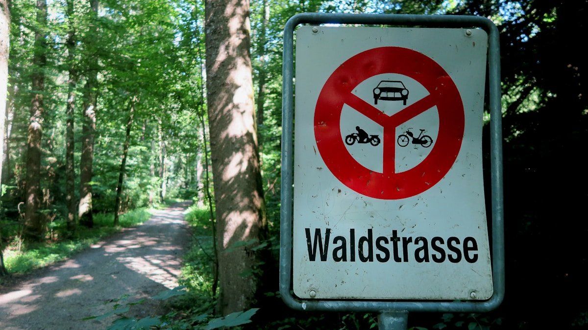 no smoking sign on green trees