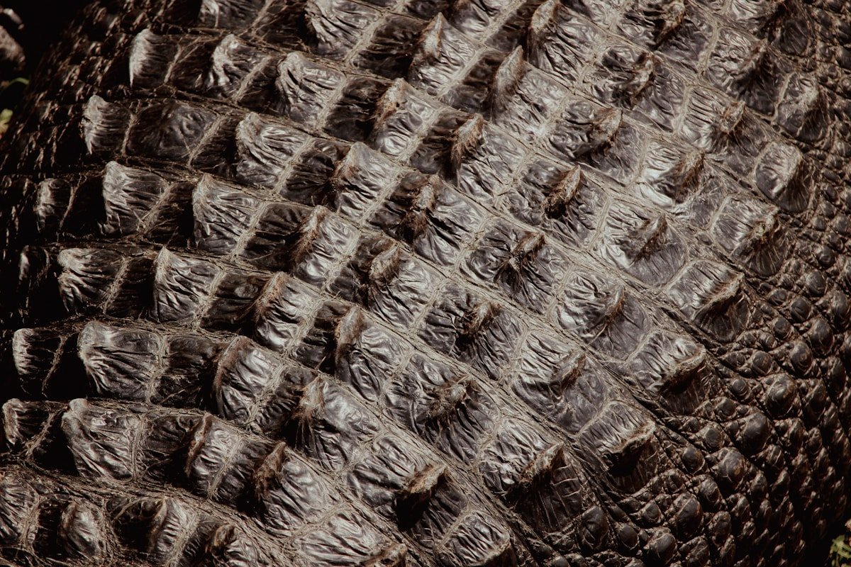 a close up of a large alligator's skin