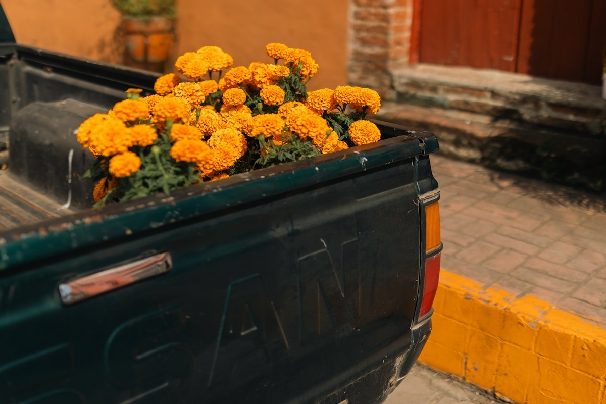 A truck bed filled with bright orange marigolds.