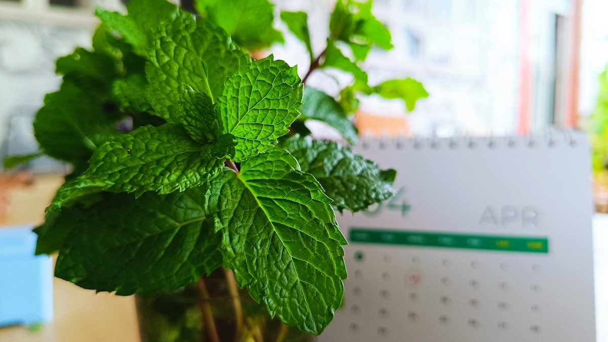Feuilles de menthe fraîches et vertes sur fond flou.